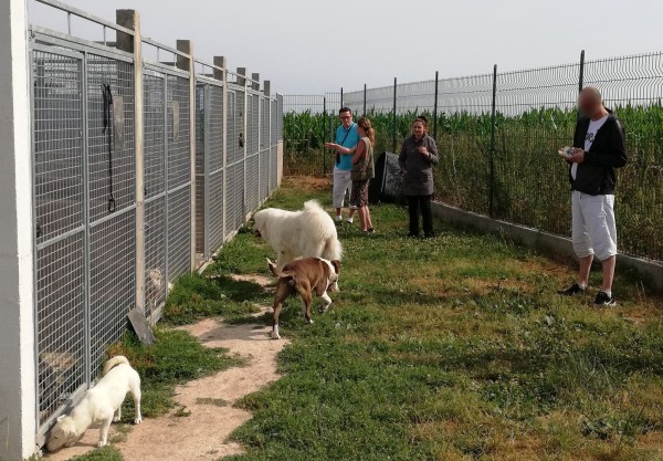 Activite Dog Obeissance